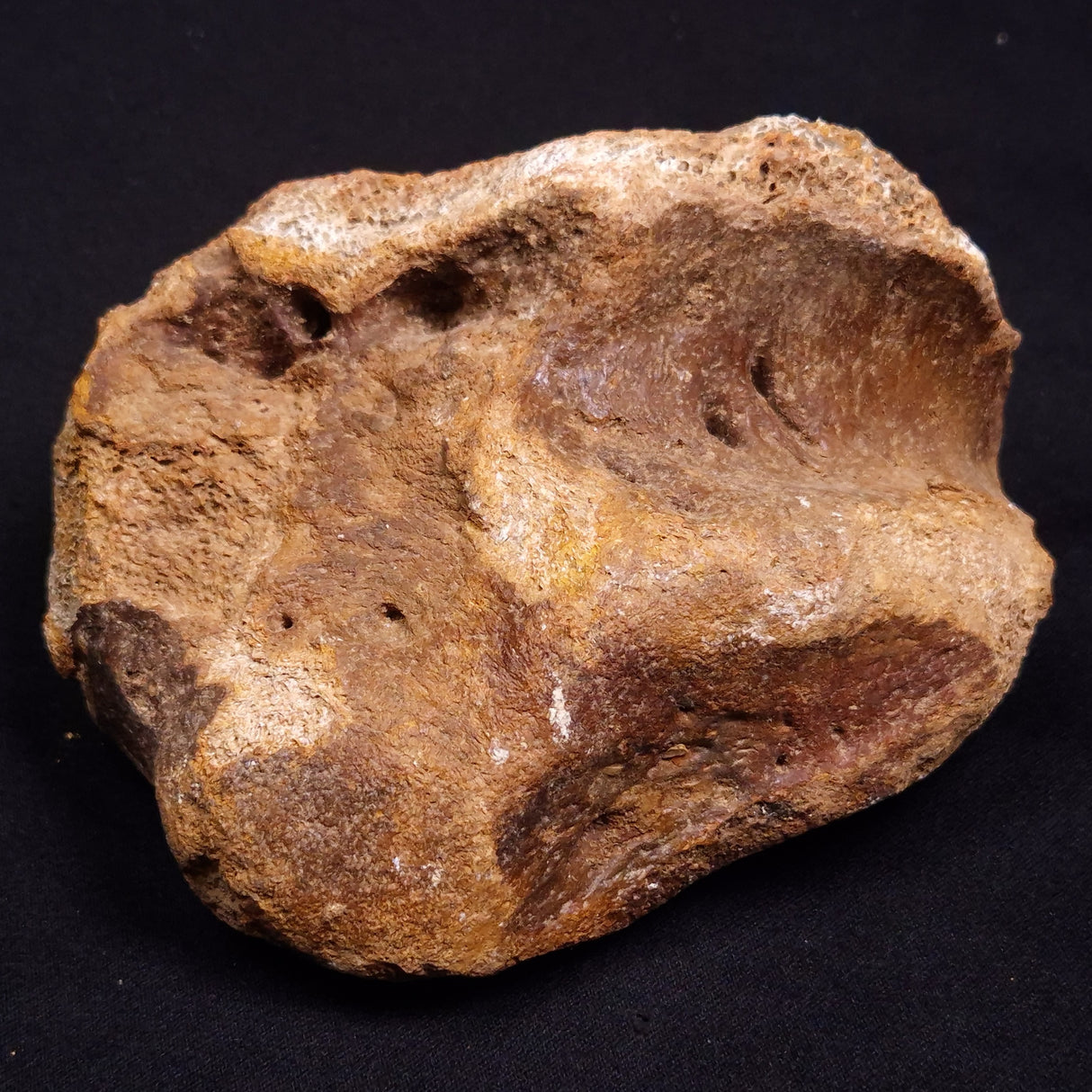 WOOLLY MAMMOTH BONE, Late Pleistocene, North Sea XMB008