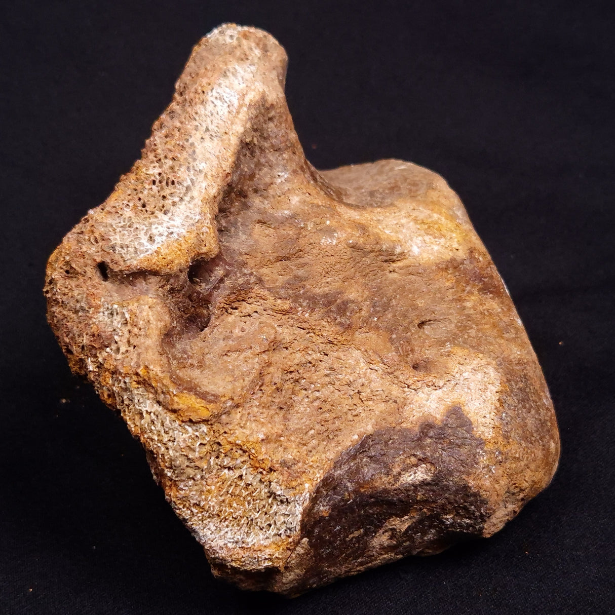 WOOLLY MAMMOTH BONE, Late Pleistocene, North Sea XMB008