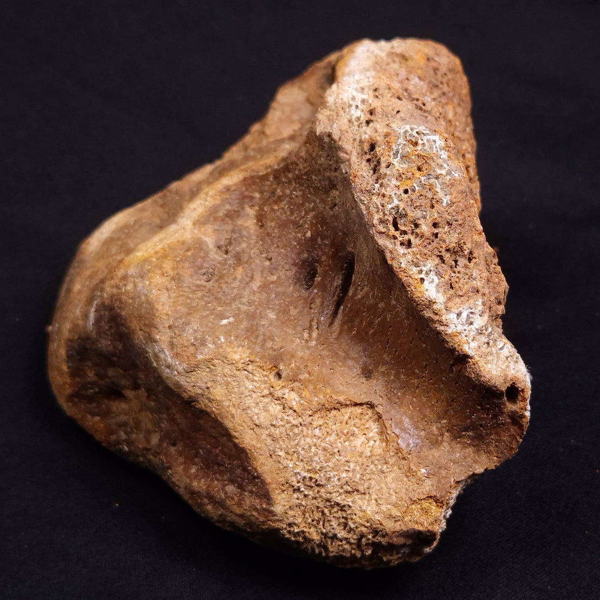 WOOLLY MAMMOTH BONE, Late Pleistocene, North Sea XMB008