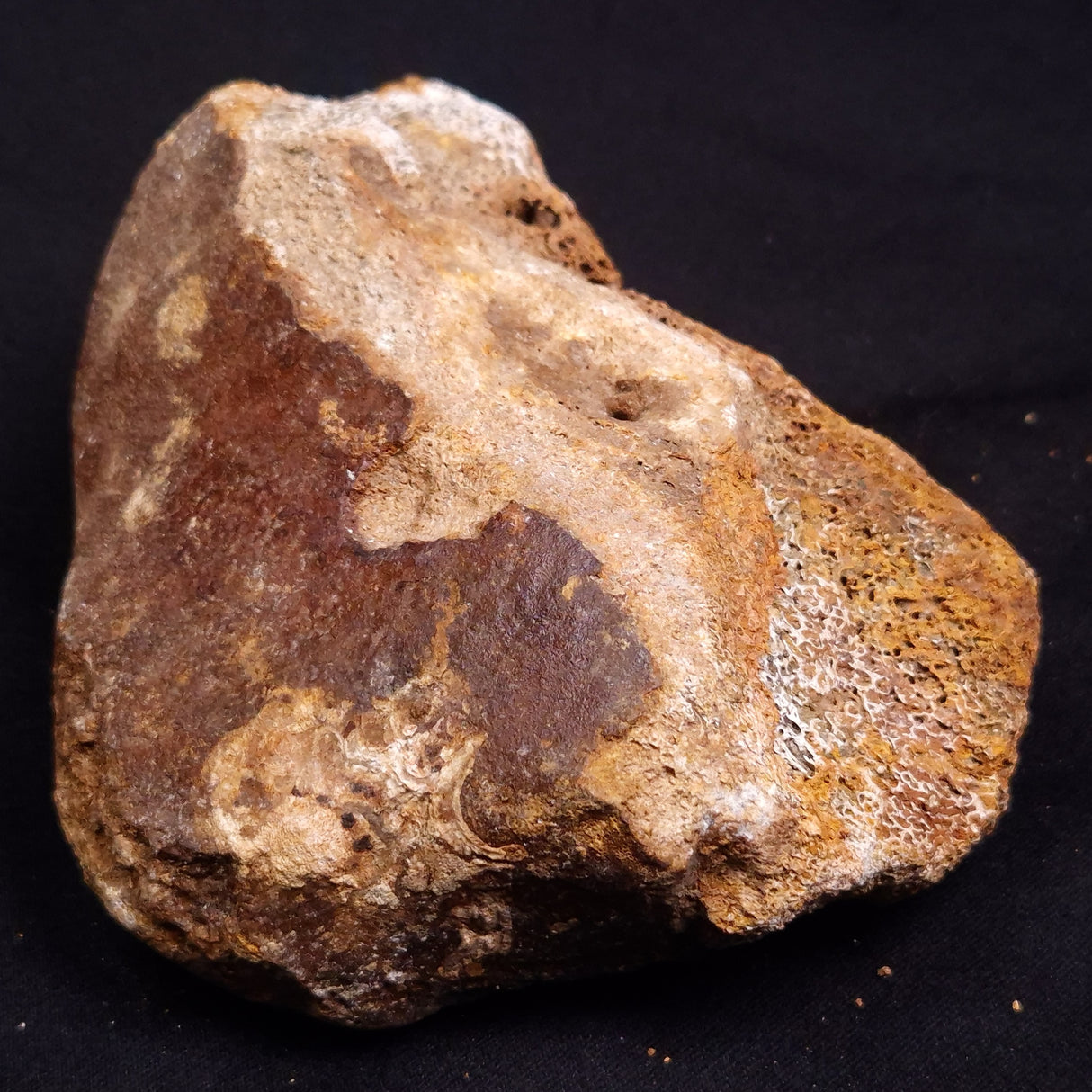WOOLLY MAMMOTH BONE, Late Pleistocene, North Sea XMB008
