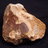 WOOLLY MAMMOTH BONE, Late Pleistocene, North Sea XMB008