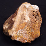 WOOLLY MAMMOTH BONE, Late Pleistocene, North Sea XMB008