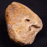 WOOLLY MAMMOTH BONE, Late Pleistocene, North Sea XMB009