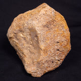 WOOLLY MAMMOTH BONE, Late Pleistocene, North Sea XMB009