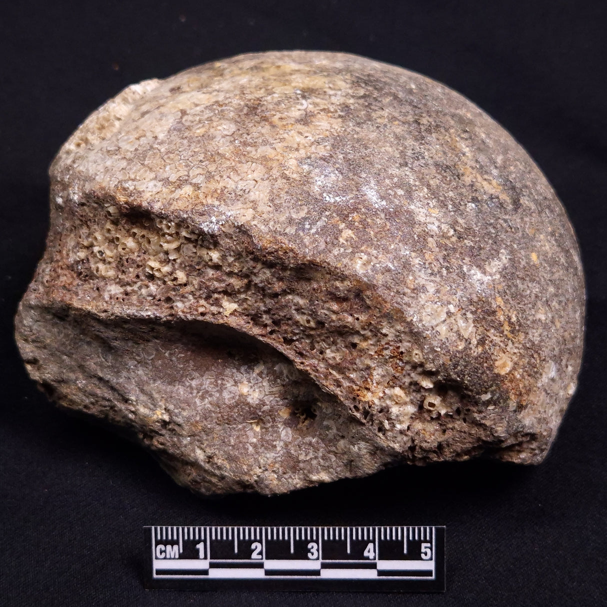 WOOLLY MAMMOTH BONE, Late Pleistocene, North Sea XMB010