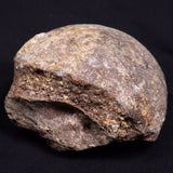 WOOLLY MAMMOTH BONE, Late Pleistocene, North Sea XMB010