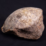 WOOLLY MAMMOTH BONE, Late Pleistocene, North Sea XMB010