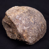 WOOLLY MAMMOTH BONE, Late Pleistocene, North Sea XMB010