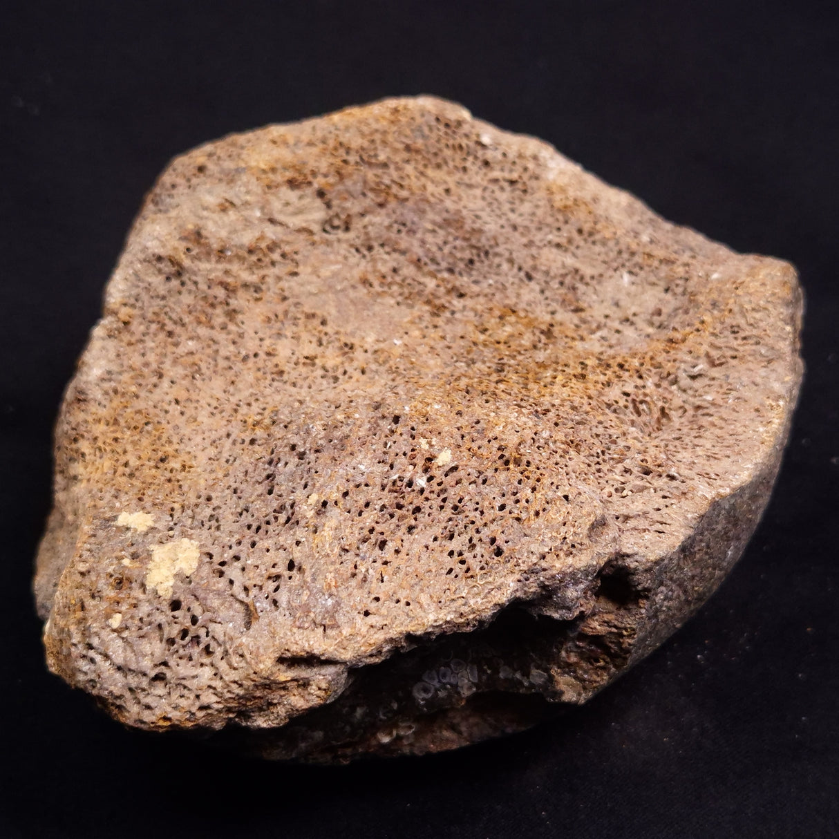 WOOLLY MAMMOTH BONE, Late Pleistocene, North Sea XMB010