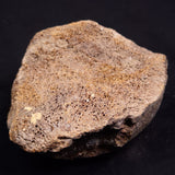 WOOLLY MAMMOTH BONE, Late Pleistocene, North Sea XMB010