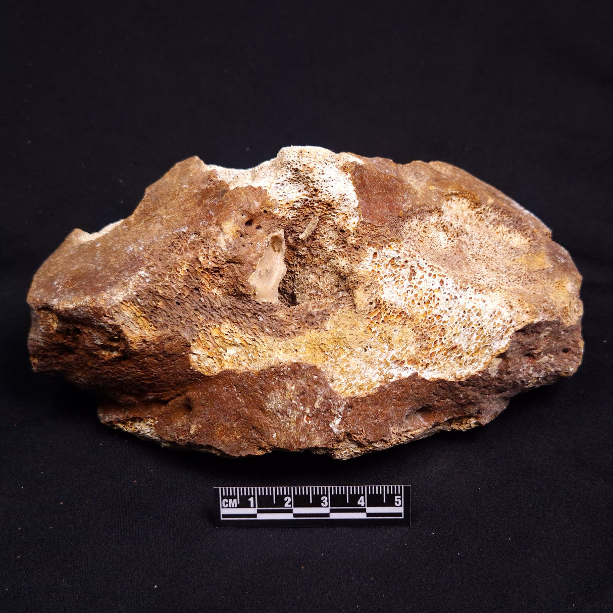 WOOLLY MAMMOTH BONE, Late Pleistocene, North Sea XMB011