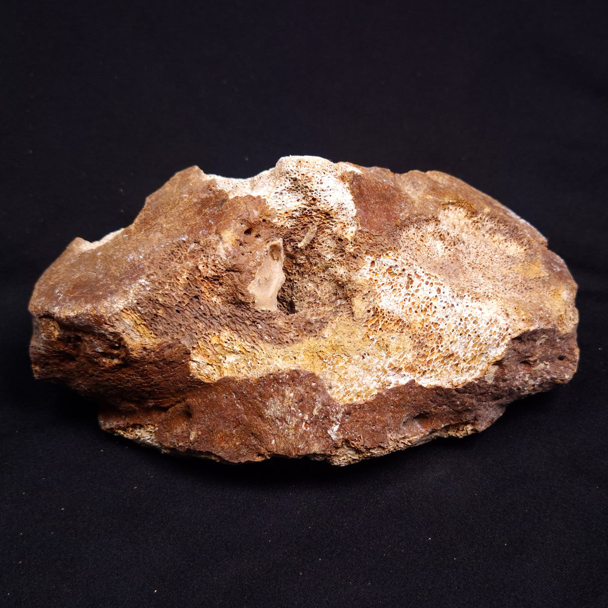 WOOLLY MAMMOTH BONE, Late Pleistocene, North Sea XMB011