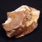 WOOLLY MAMMOTH BONE, Late Pleistocene, North Sea XMB011