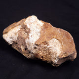 WOOLLY MAMMOTH BONE, Late Pleistocene, North Sea XMB011