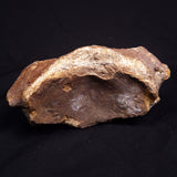 WOOLLY MAMMOTH BONE, Late Pleistocene, North Sea XMB011