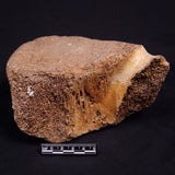 WOOLLY MAMMOTH BONE, Late Pleistocene, North Sea XMB012