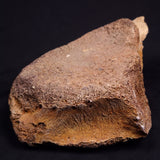 WOOLLY MAMMOTH BONE, Late Pleistocene, North Sea XMB012