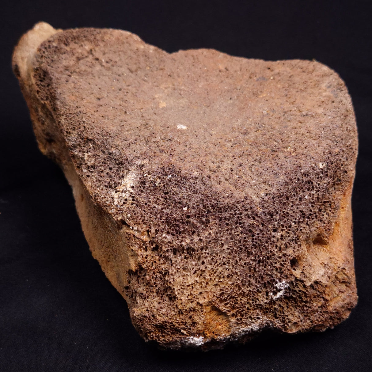 WOOLLY MAMMOTH BONE, Late Pleistocene, North Sea XMB012