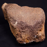 WOOLLY MAMMOTH BONE, Late Pleistocene, North Sea XMB012