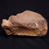 WOOLLY MAMMOTH BONE, Late Pleistocene, North Sea XMB012