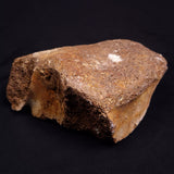 WOOLLY MAMMOTH BONE, Late Pleistocene, North Sea XMB012