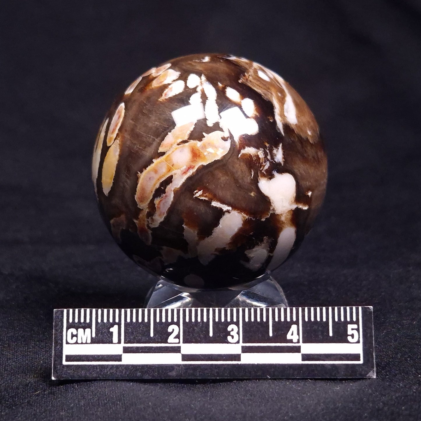 PEANUT WOOD PETRIFIED WOOD SPHERE, Cretaceous, Australia YPS001