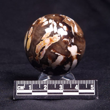 PEANUT WOOD PETRIFIED WOOD SPHERE, Cretaceous, Australia YPS001
