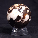 PEANUT WOOD PETRIFIED WOOD SPHERE, Cretaceous, Australia YPS001