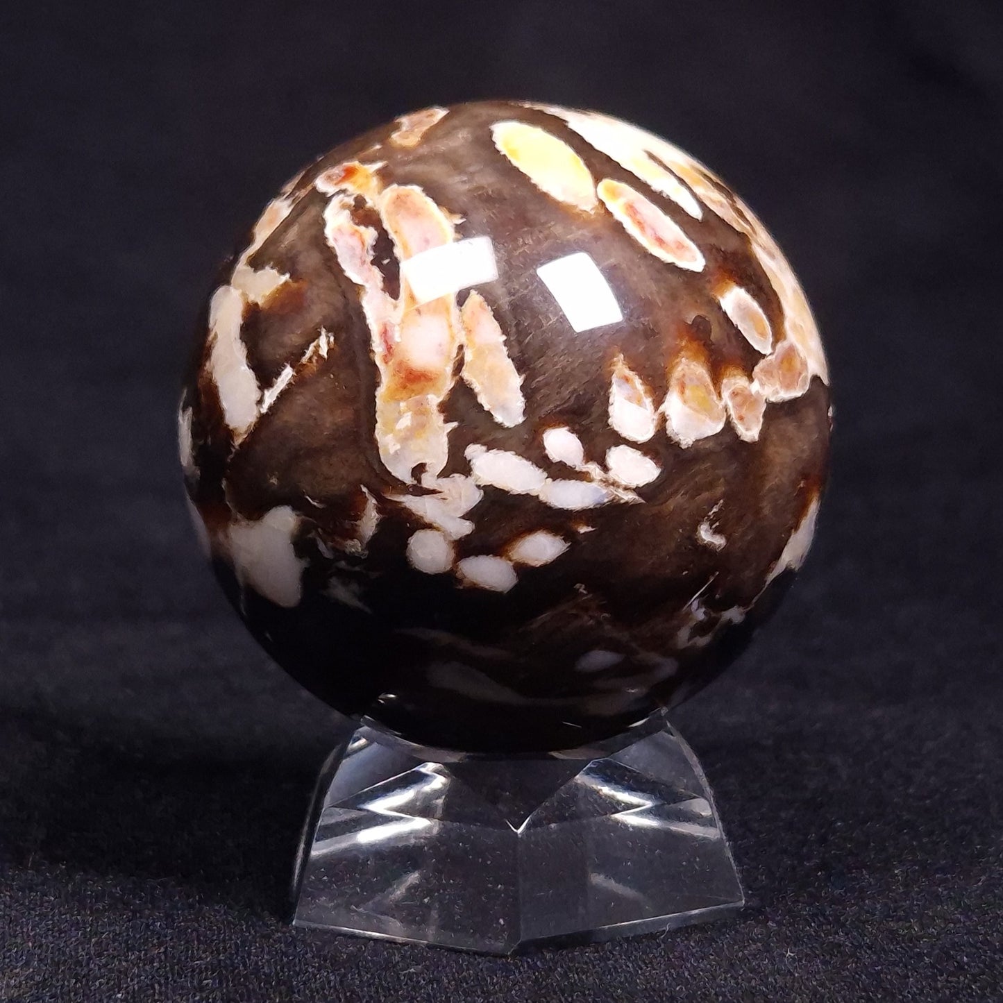 PEANUT WOOD PETRIFIED WOOD SPHERE, Cretaceous, Australia YPS001