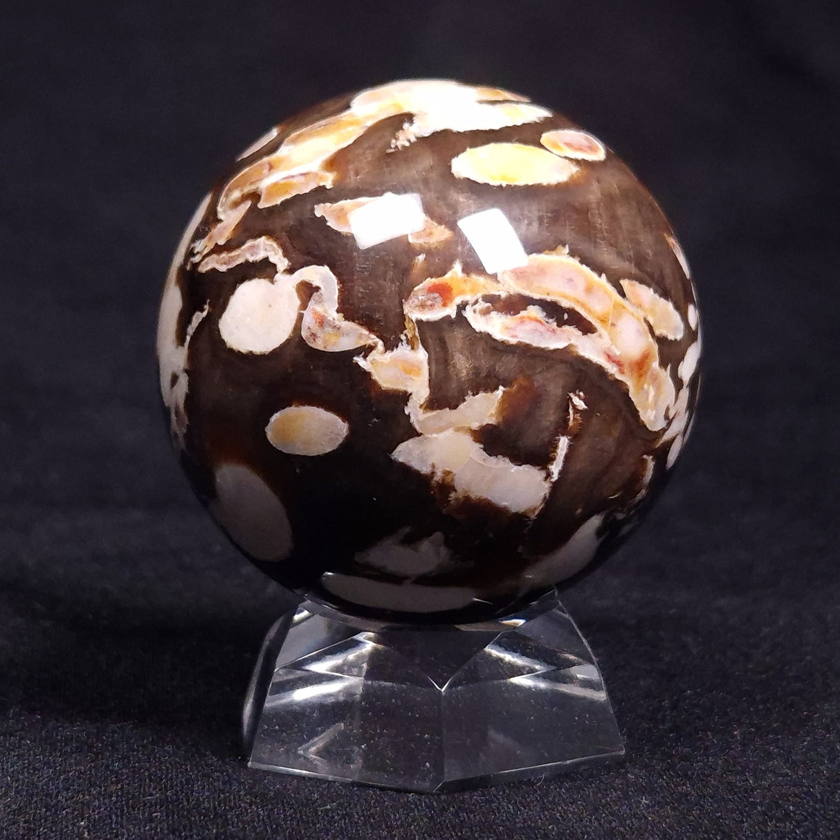 PEANUT WOOD PETRIFIED WOOD SPHERE, Cretaceous, Australia YPS001
