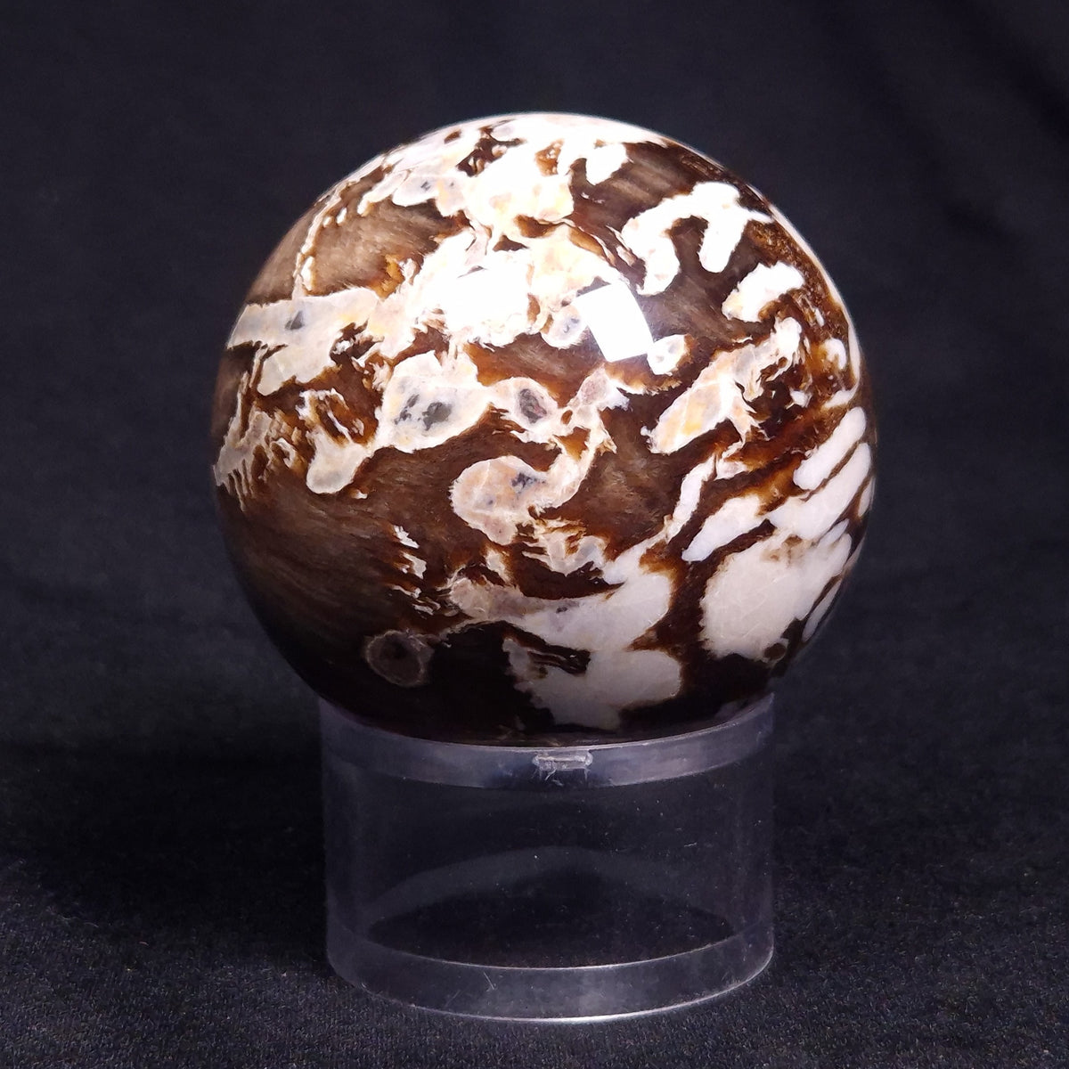 PEANUT WOOD PETRIFIED WOOD SPHERE, Cretaceous, Australia YPS002 ...
