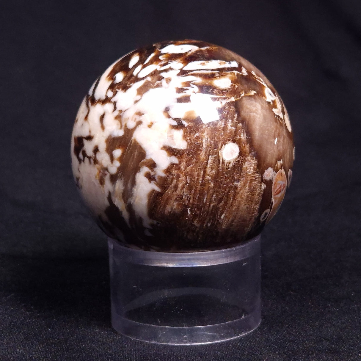 PEANUT WOOD PETRIFIED WOOD SPHERE, Cretaceous, Australia YPS002