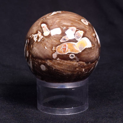 PEANUT WOOD PETRIFIED WOOD SPHERE, Cretaceous, Australia YPS002