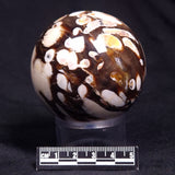 PEANUT WOOD PETRIFIED WOOD SPHERE, Cretaceous, Australia YPS003
