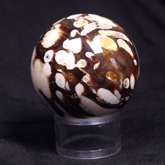 PEANUT WOOD PETRIFIED WOOD SPHERE, Cretaceous, Australia YPS003