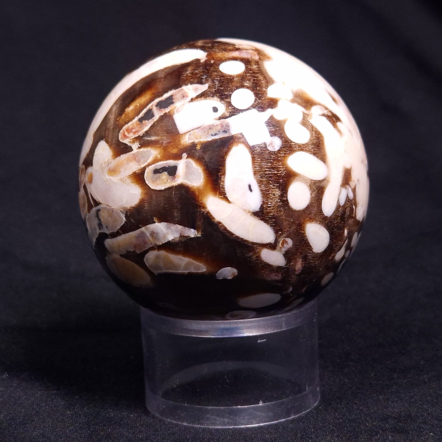 PEANUT WOOD PETRIFIED WOOD SPHERE, Cretaceous, Australia YPS003