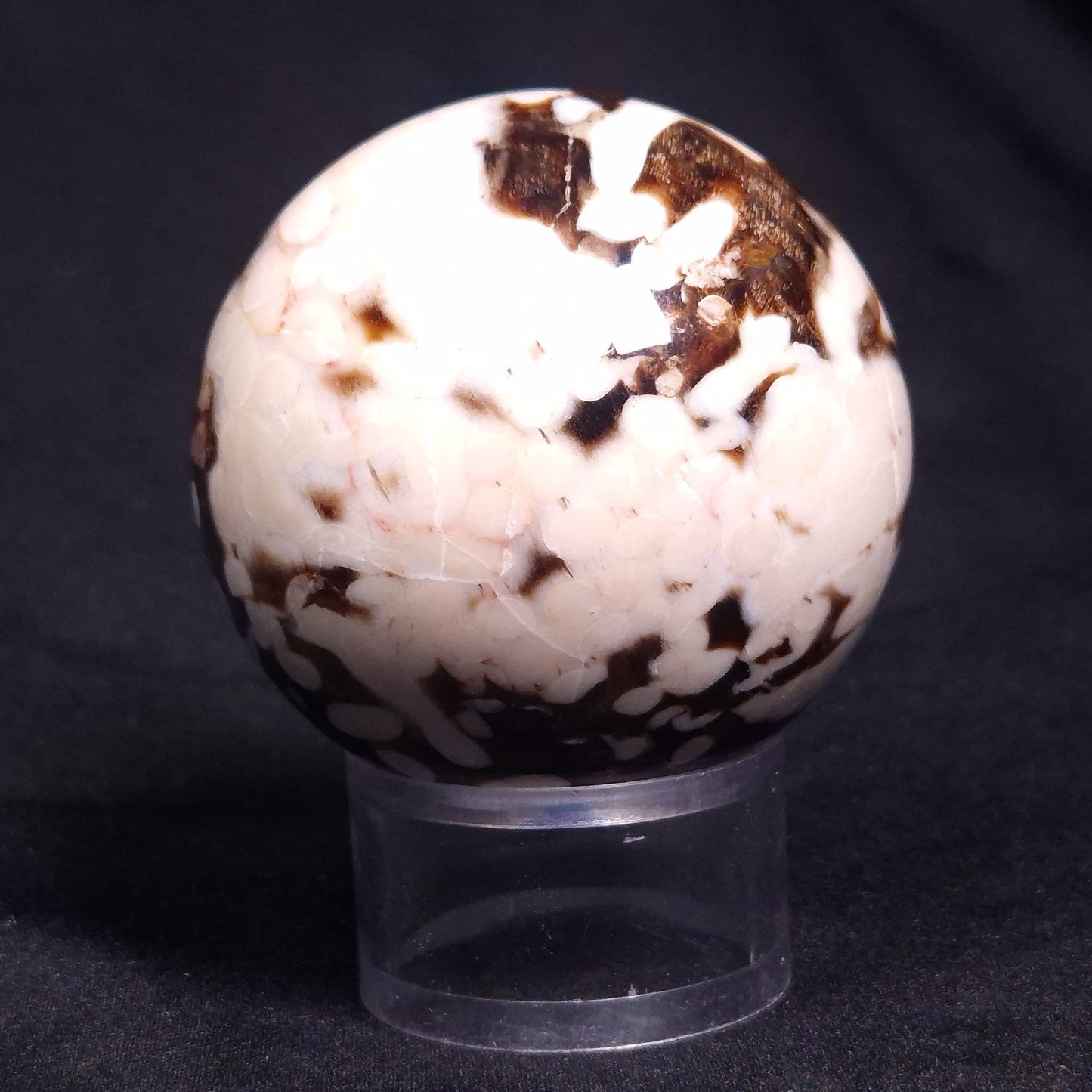 PEANUT WOOD PETRIFIED WOOD SPHERE, Cretaceous, Australia YPS003