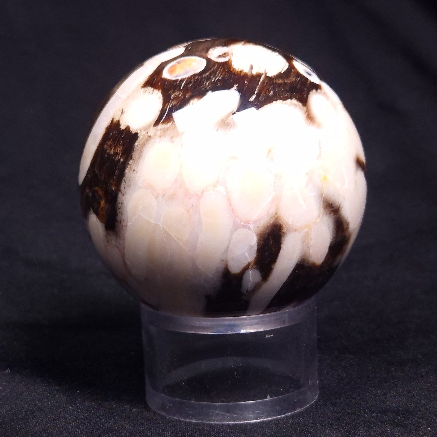 PEANUT WOOD PETRIFIED WOOD SPHERE, Cretaceous, Australia YPS003