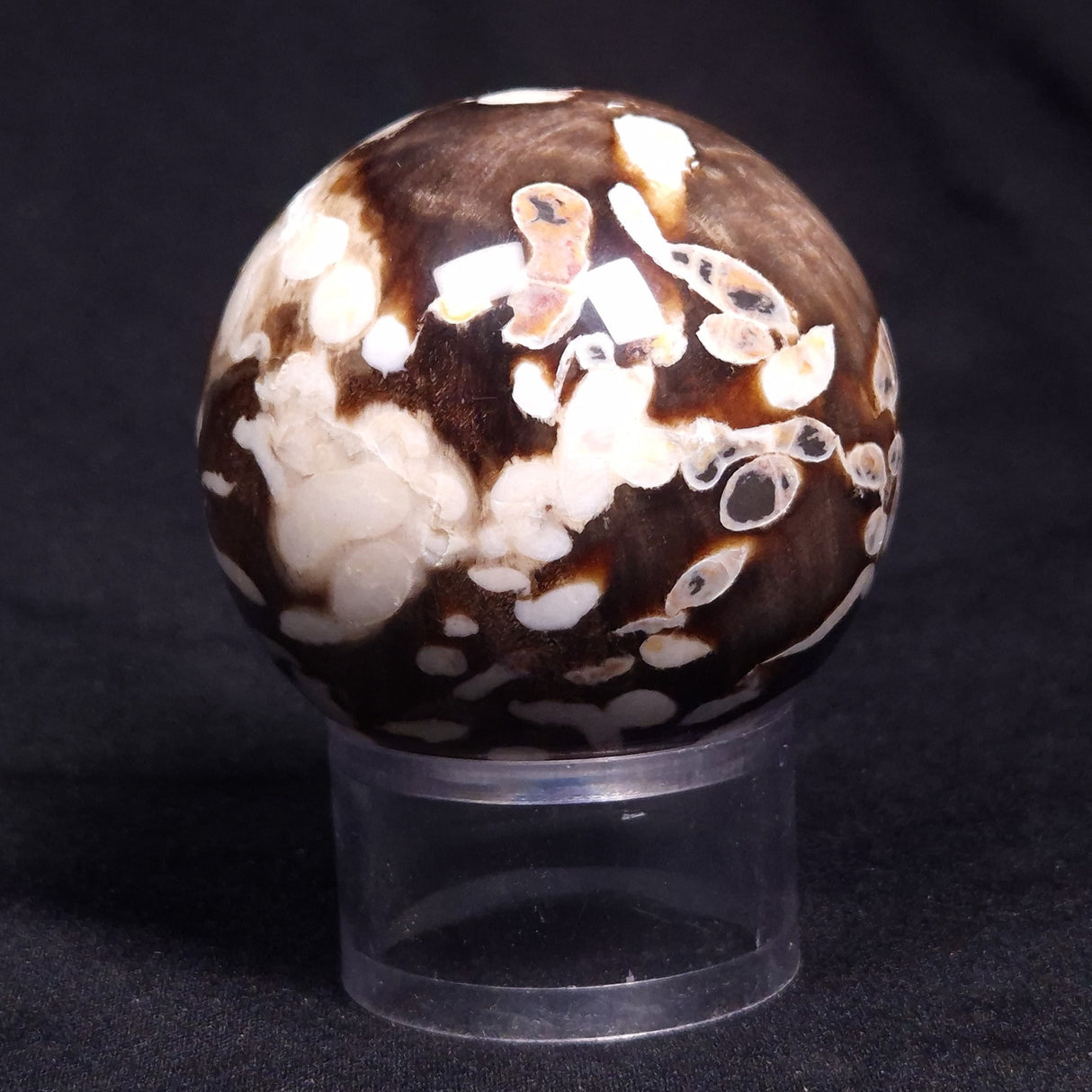 PEANUT WOOD PETRIFIED WOOD SPHERE, Cretaceous, Australia YPS004
