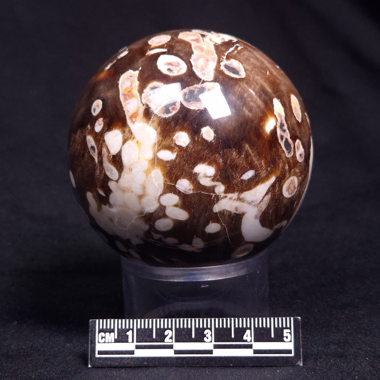 PEANUT WOOD PETRIFIED WOOD SPHERE, Cretaceous, Australia YPS005