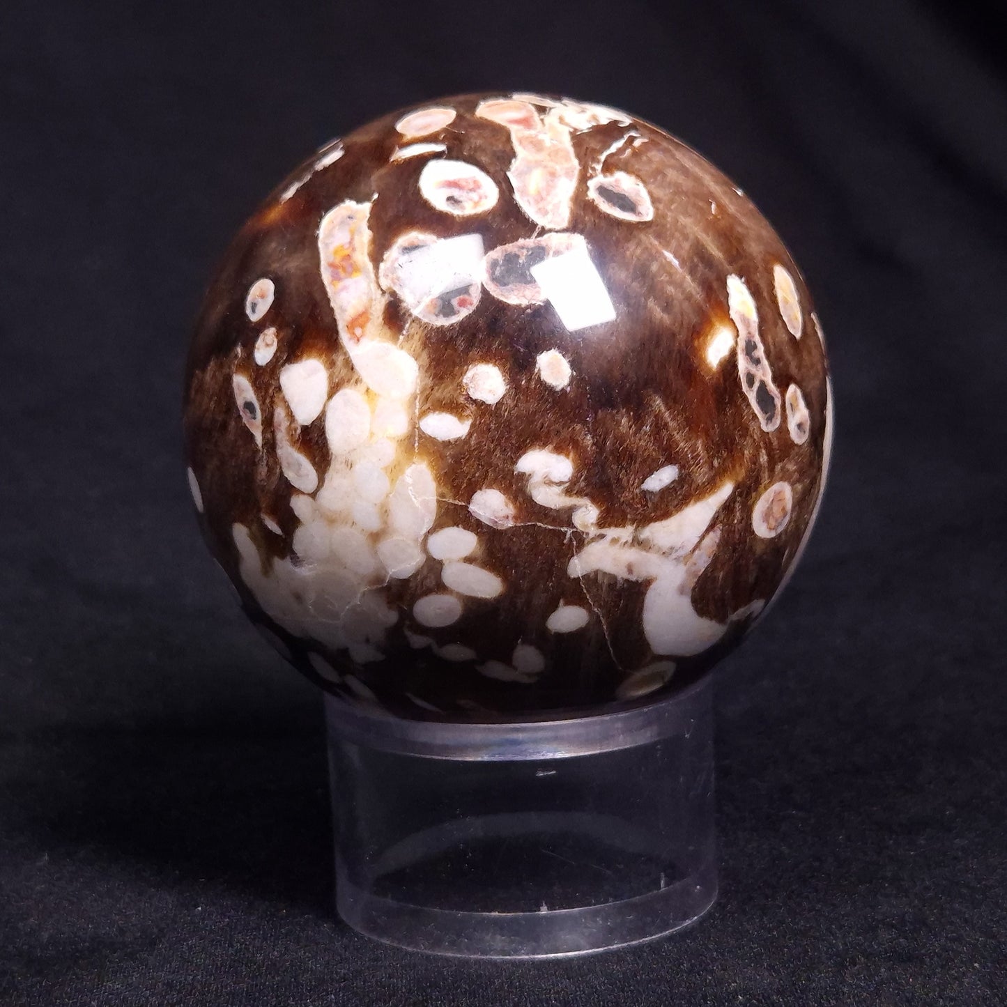 PEANUT WOOD PETRIFIED WOOD SPHERE, Cretaceous, Australia YPS005
