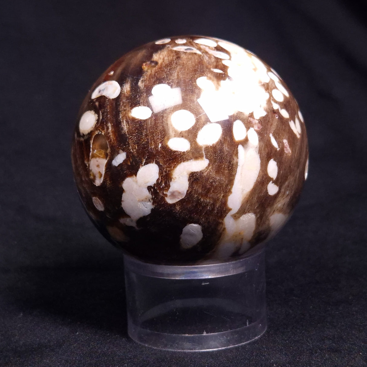 PEANUT WOOD PETRIFIED WOOD SPHERE, Cretaceous, Australia YPS005