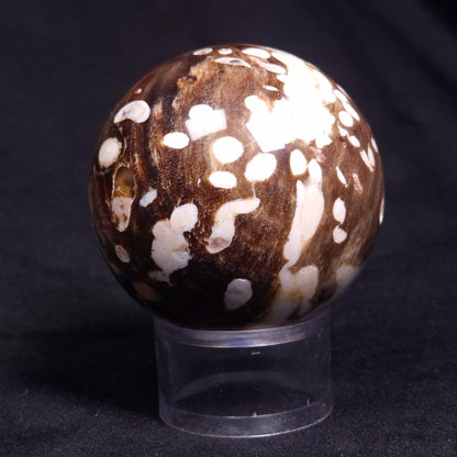 PEANUT WOOD PETRIFIED WOOD SPHERE, Cretaceous, Australia YPS005