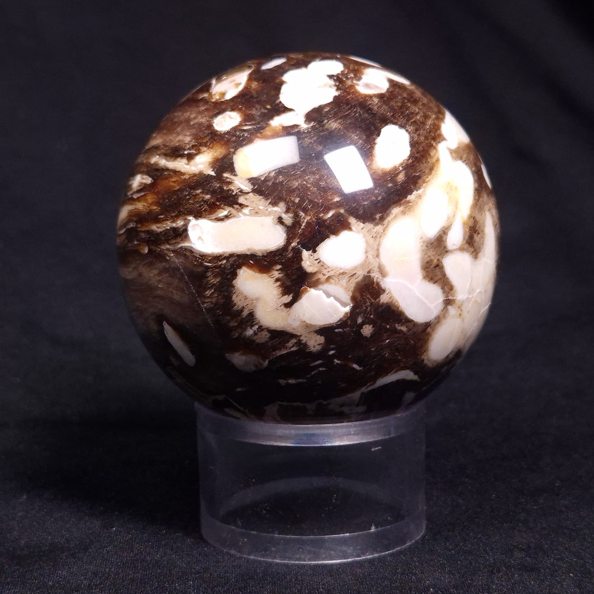 PEANUT WOOD PETRIFIED WOOD SPHERE, Cretaceous, Australia YPS005
