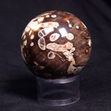 PEANUT WOOD PETRIFIED WOOD SPHERE, Cretaceous, Australia YPS005