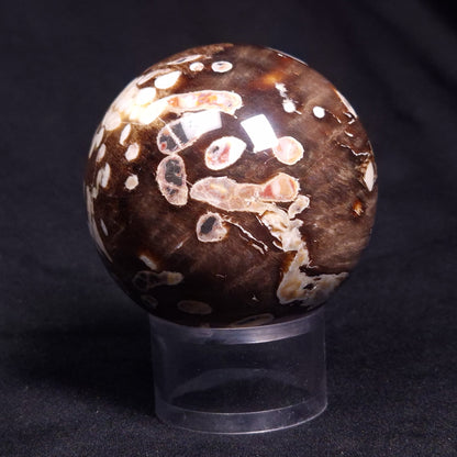 PEANUT WOOD PETRIFIED WOOD SPHERE, Cretaceous, Australia YPS005