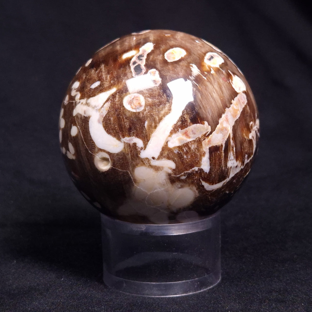 PEANUT WOOD PETRIFIED WOOD SPHERE, Cretaceous, Australia YPS005