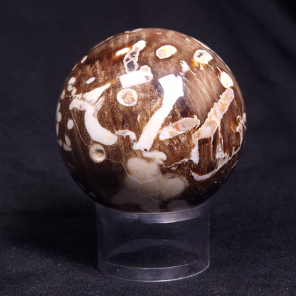 PEANUT WOOD PETRIFIED WOOD SPHERE, Cretaceous, Australia YPS005