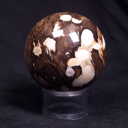 PEANUT WOOD PETRIFIED WOOD SPHERE, Cretaceous, Australia YPS006