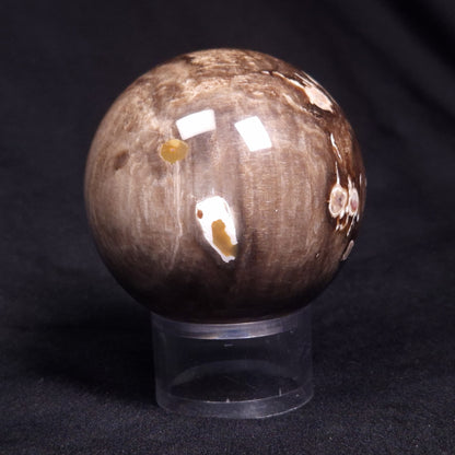 PEANUT WOOD PETRIFIED WOOD SPHERE, Cretaceous, Australia YPS006